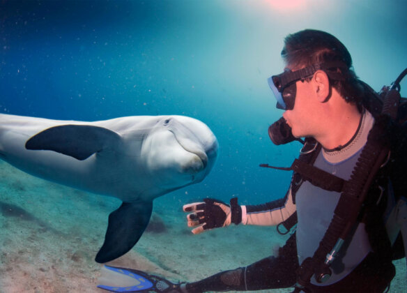 Monitoramento de cetáceos