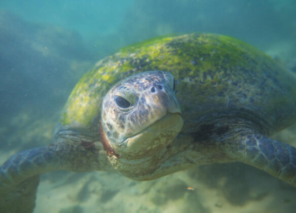 Monitoramento de quelônios